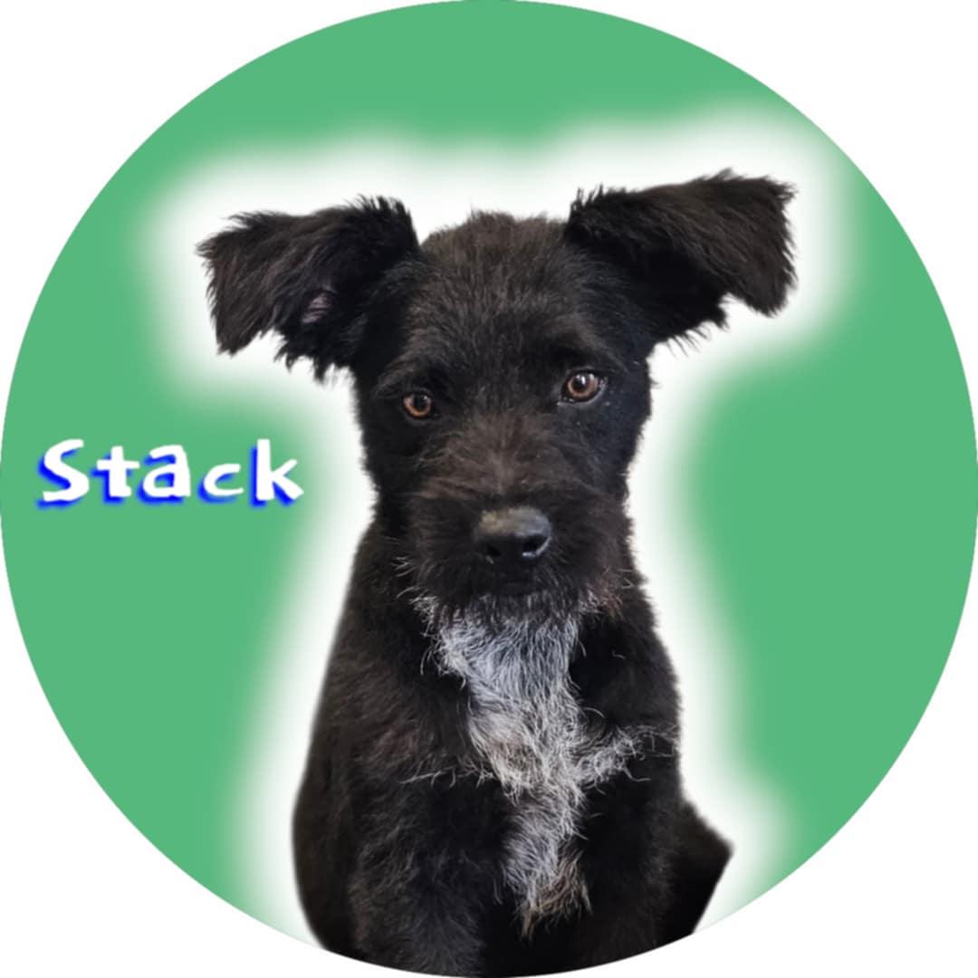 Enlarge Stack, a Adoptable mixed breed in San Angelo , TX image 3/6