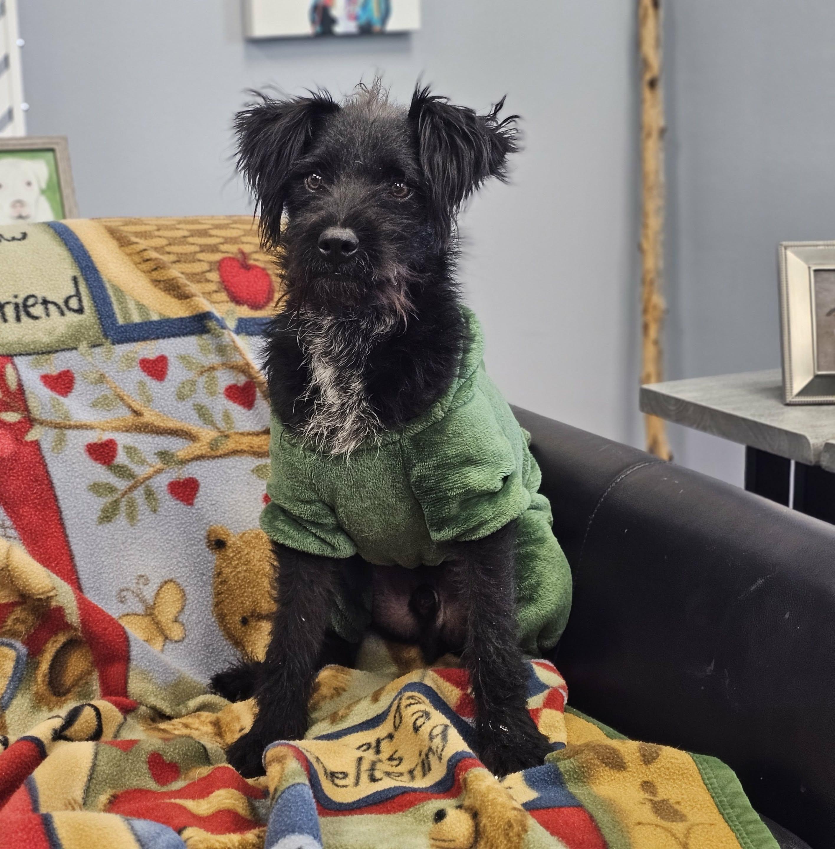 Enlarge Stack, a Adoptable mixed breed in San Angelo , TX image 4/6