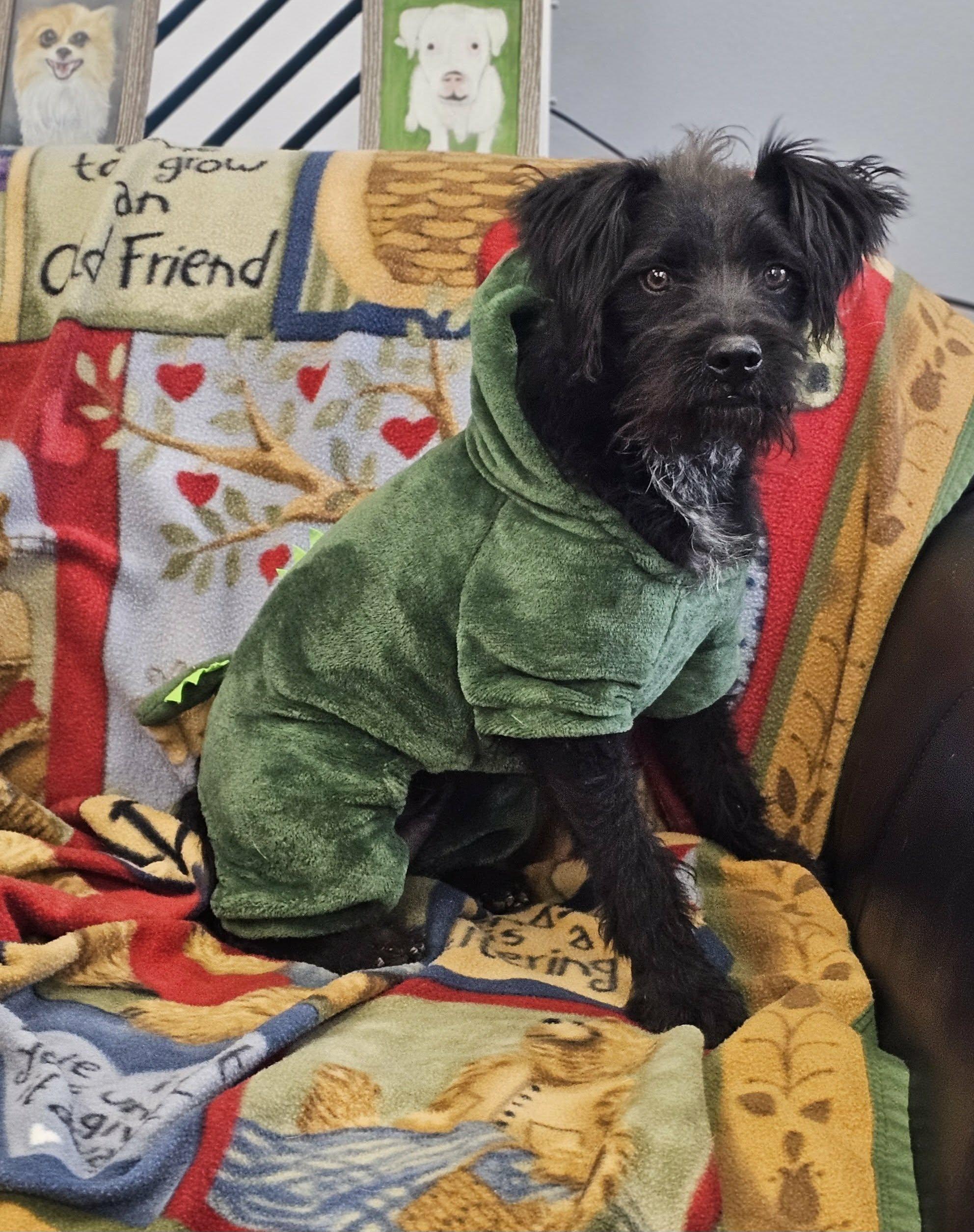 Enlarge Stack, a Adoptable mixed breed in San Angelo , TX image 5/6