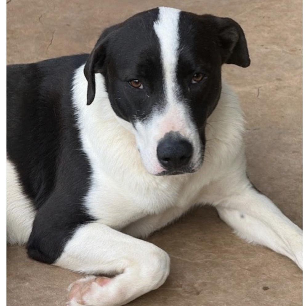 charlotte, a ADOPTABLE mixed breed in albany, NY image 5/6