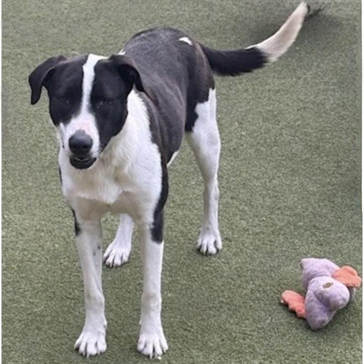 charlotte, a ADOPTABLE mixed breed in albany, NY image 1/6