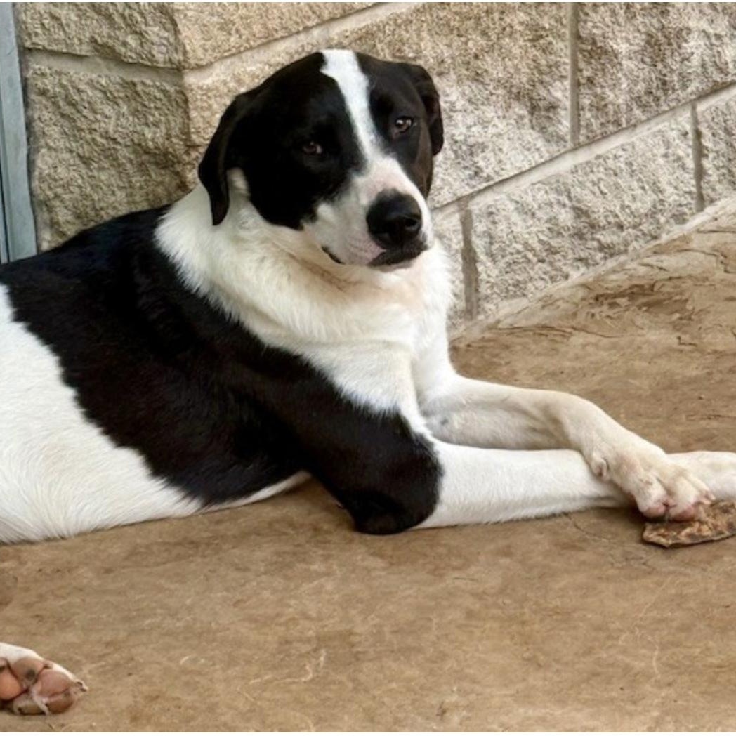 charlotte, a ADOPTABLE mixed breed in albany, NY image 6/6