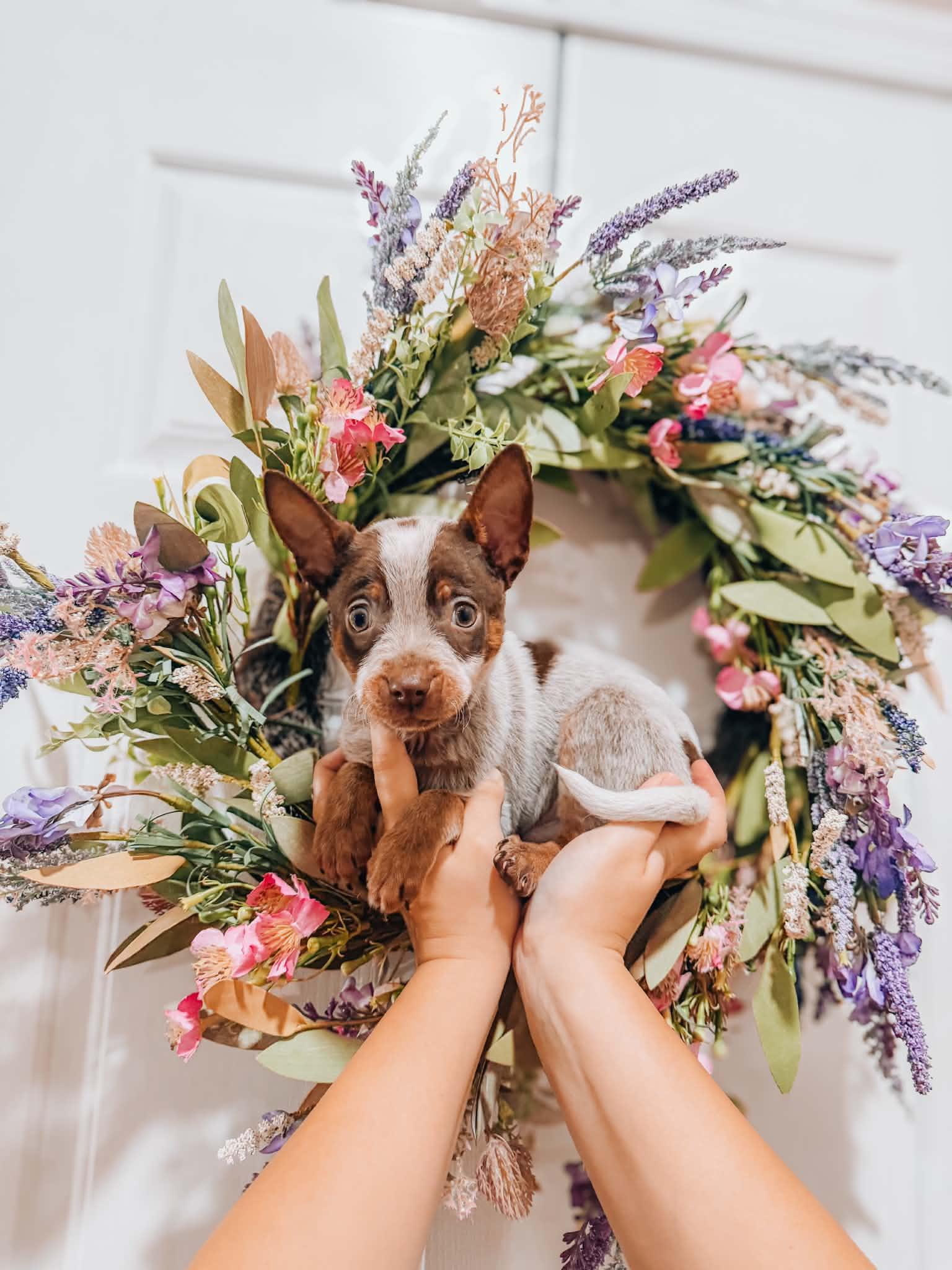 Voldermort, ADOPTABLE, Puppy Male Australian Cattle Dog / Blue Heeler.