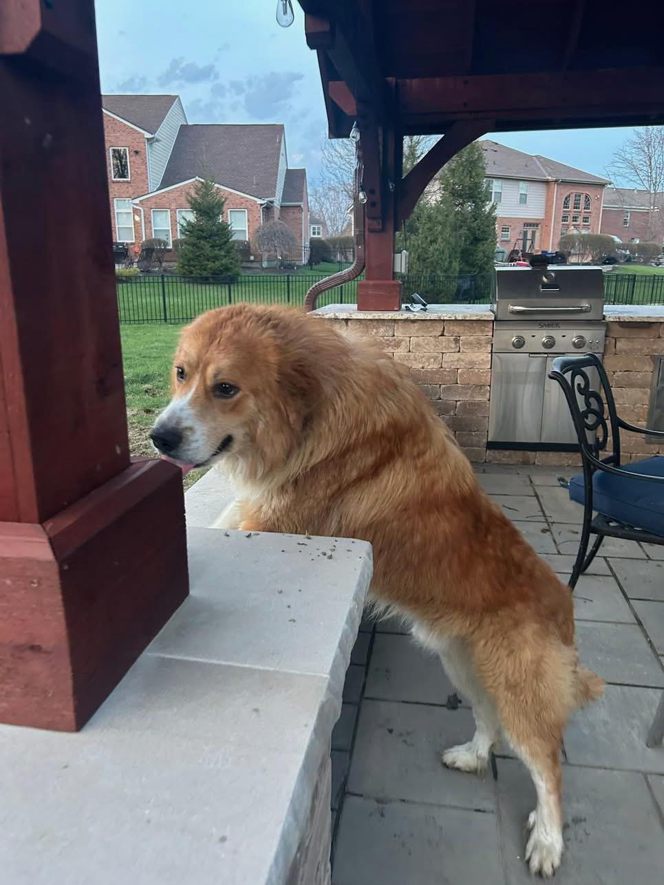 Enlarge Denver, a Adoptable Mixed Breed in Miamitown, OH image 2/4
