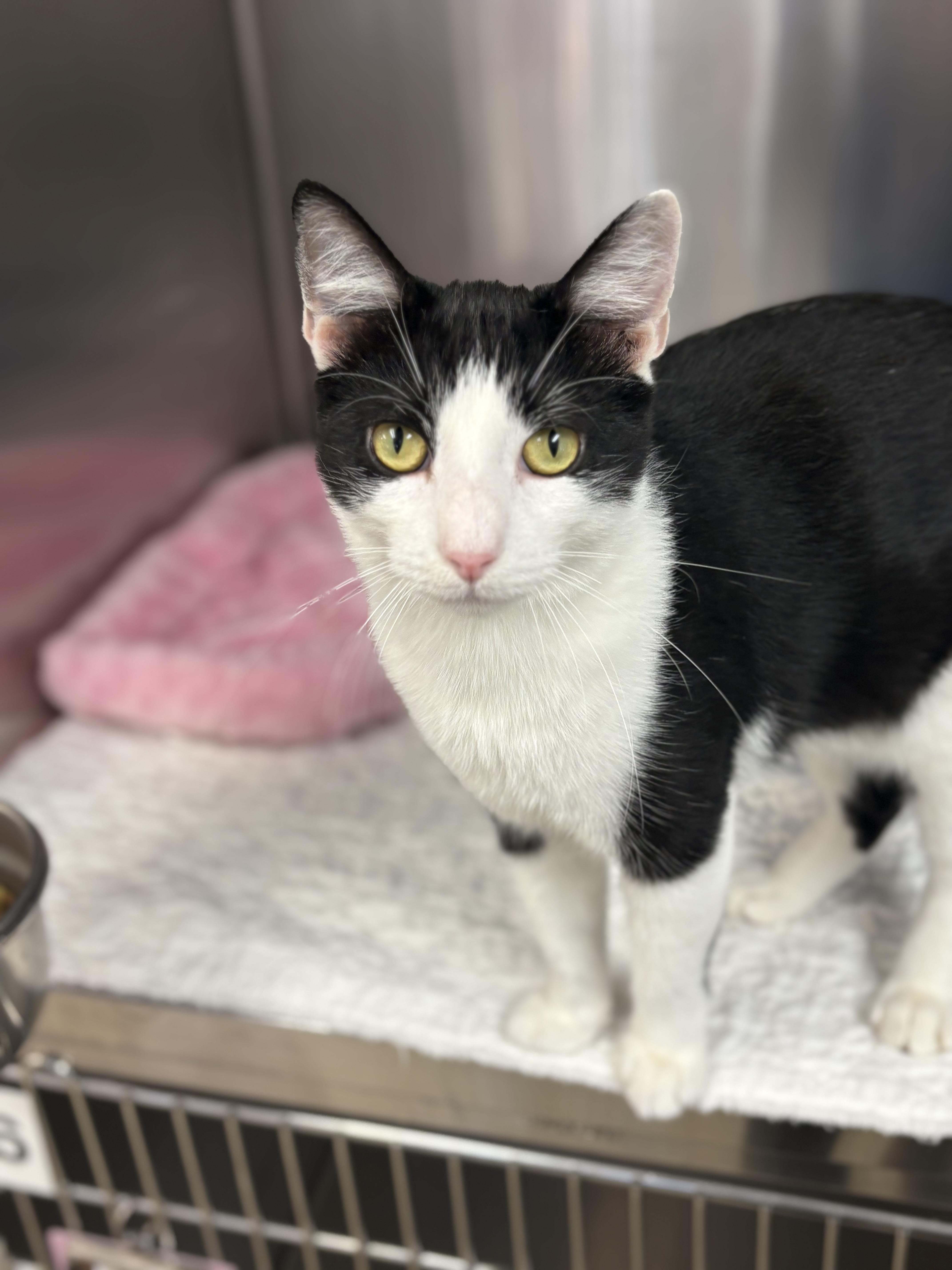 Cj, Adoptable, Young Male Domestic Short Hair.