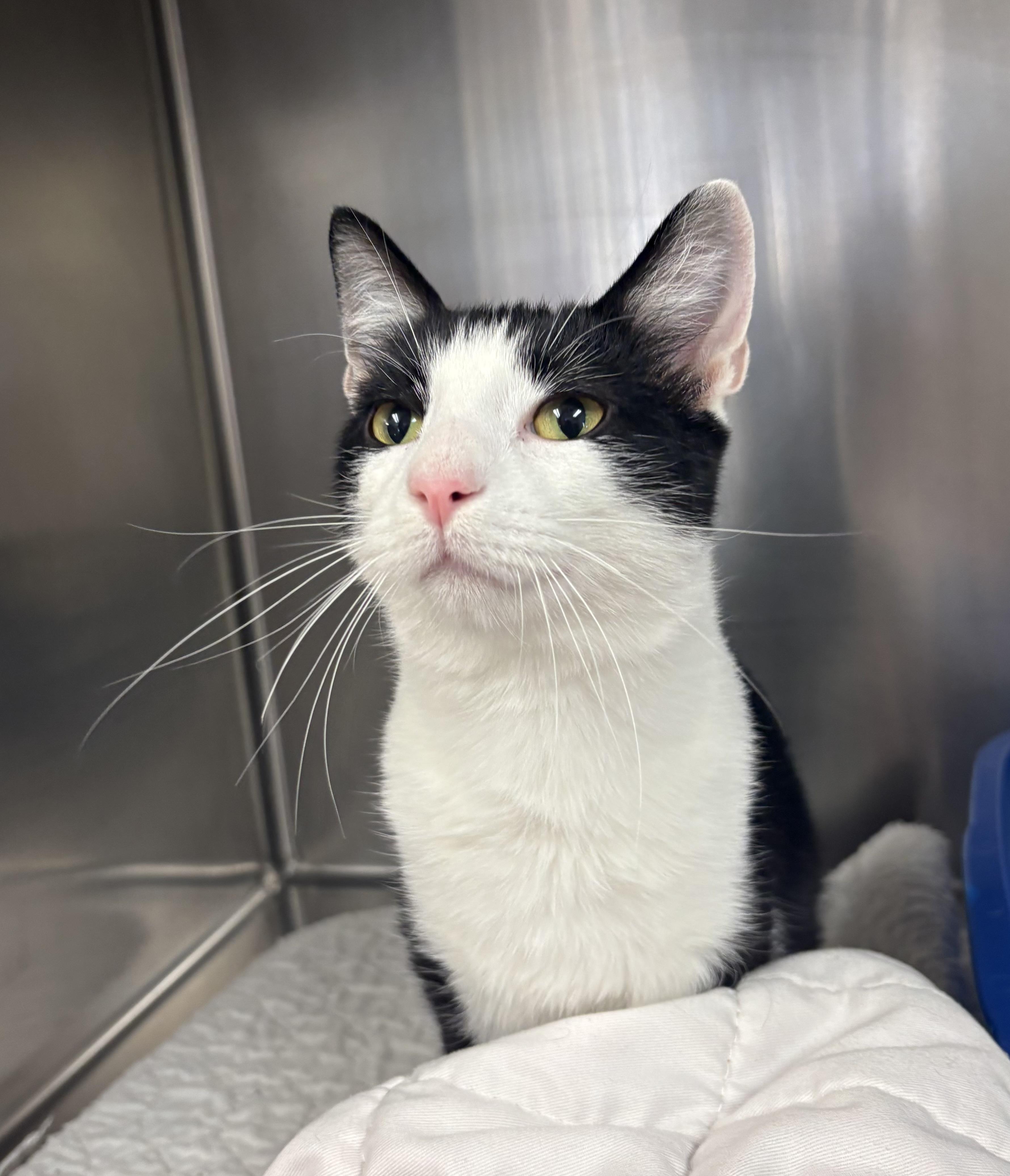 Enlarge Cj, a Adoptable Domestic Short Hair in Godfrey, IL image 2/2