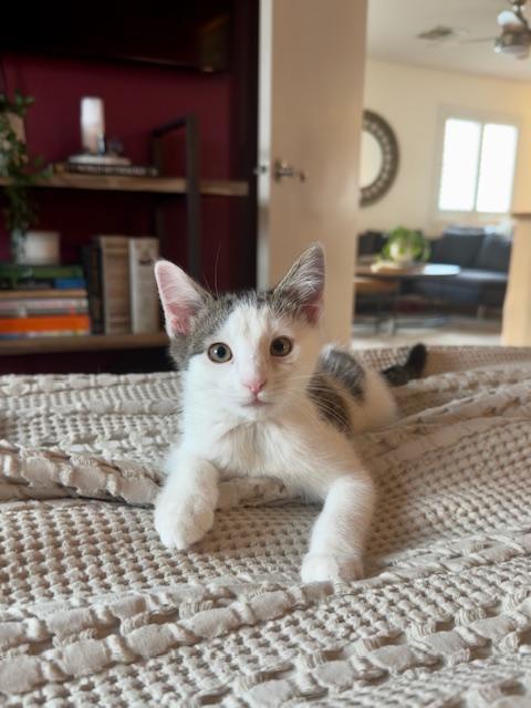 Ava