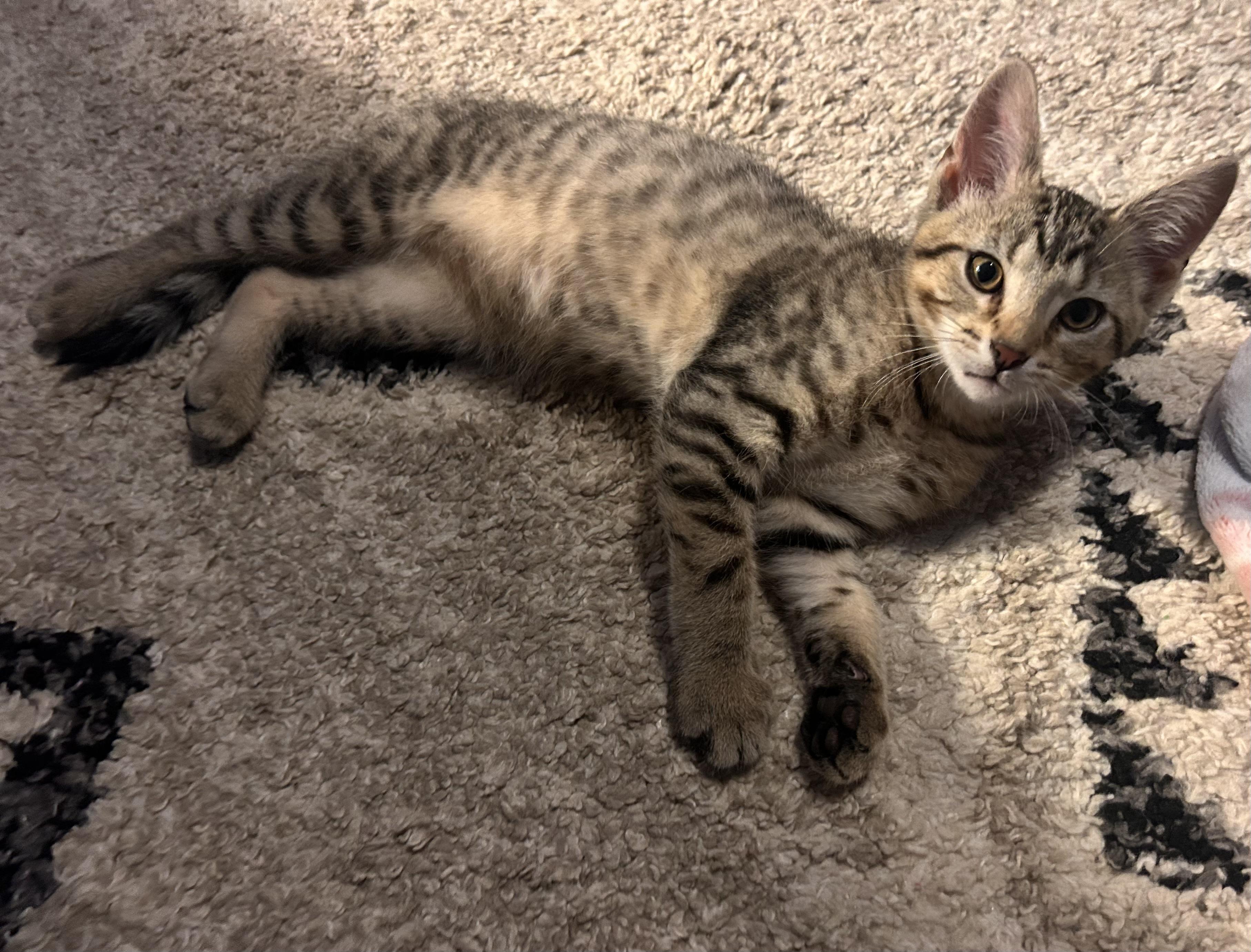 FINLEY, Adoptable, Kitten Male Domestic Short Hair & Domestic Medium Hair.