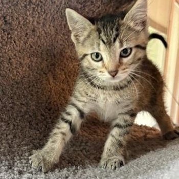 Enlarge FINLEY, a Adoptable mixed breed in Wilmington, OH image 3/4
