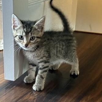 Enlarge FINLEY, a Adoptable mixed breed in Wilmington, OH image 2/4