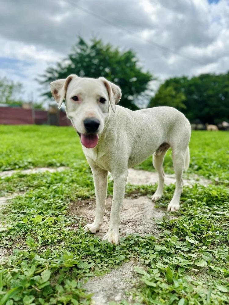 Fantasma — thumbnail 4