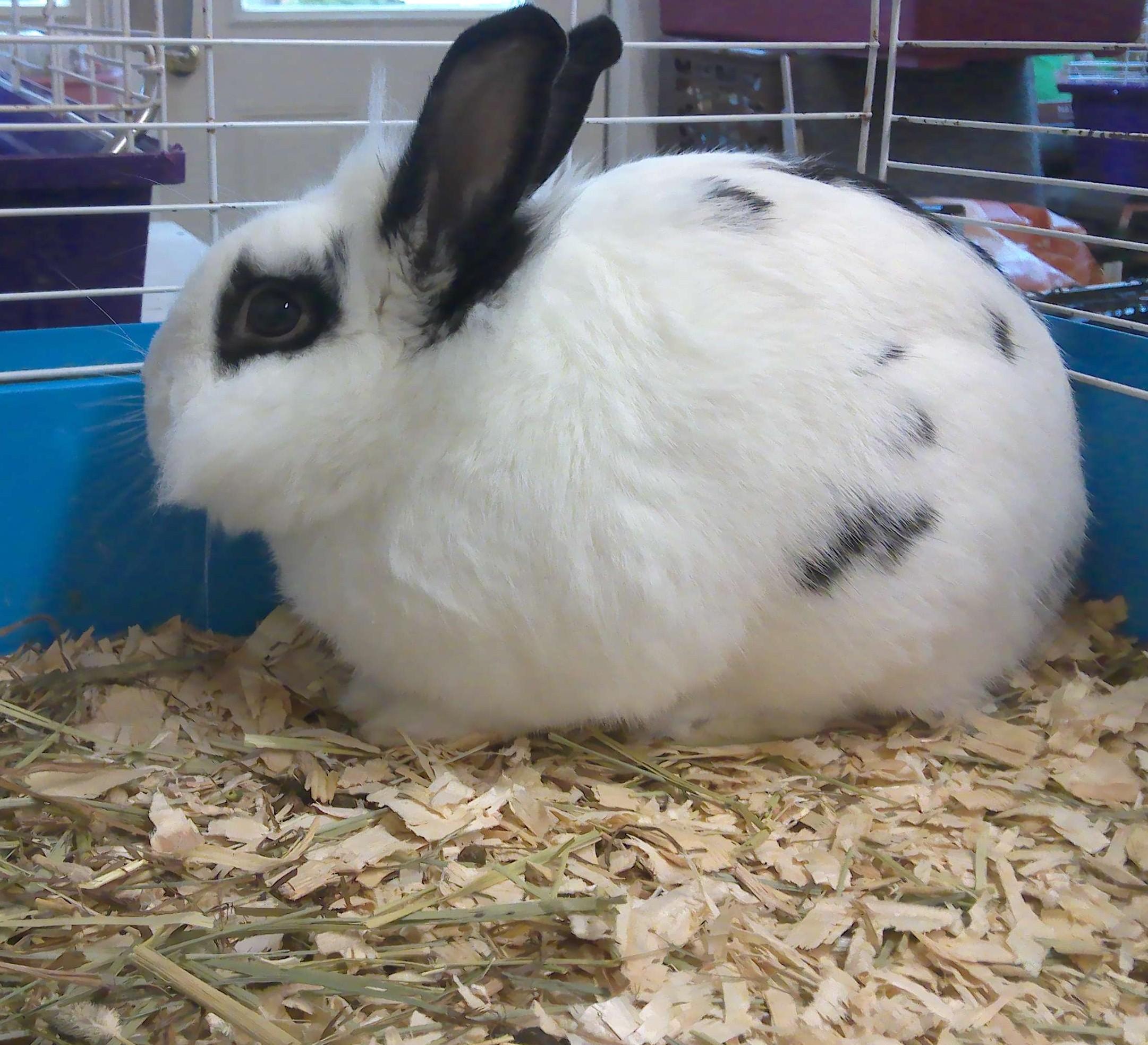 Nutmeg, a Adoptable Bunny Rabbit in Trumbull, CT image 2/3