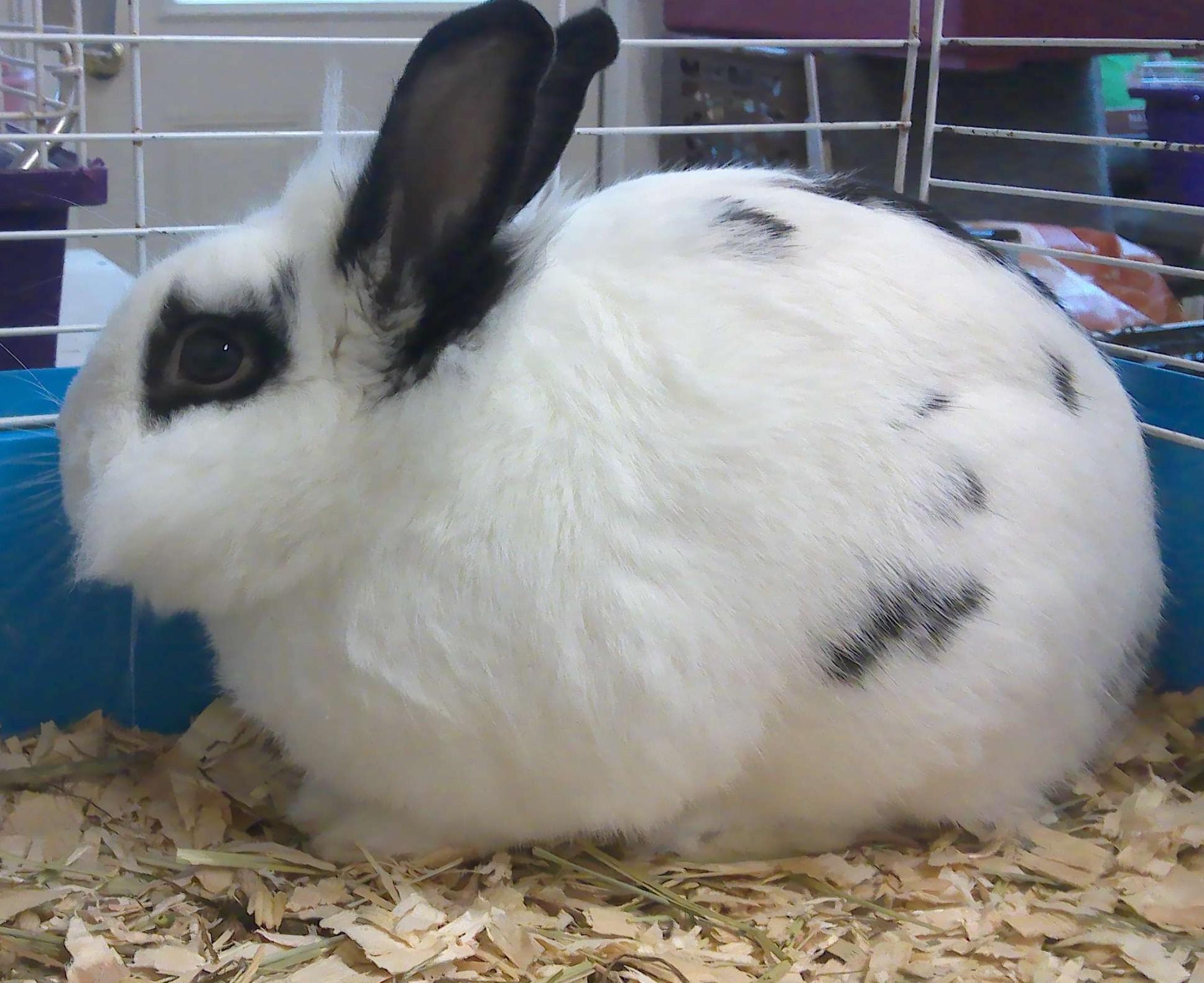 Nutmeg, a Adoptable Bunny Rabbit in Trumbull, CT image 3/3