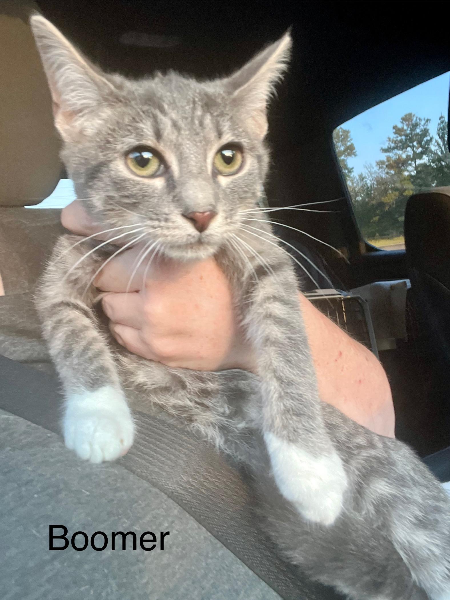 Enlarge Boomer, a Adoptable Domestic Short Hair in Randolph, AL image 3/3
