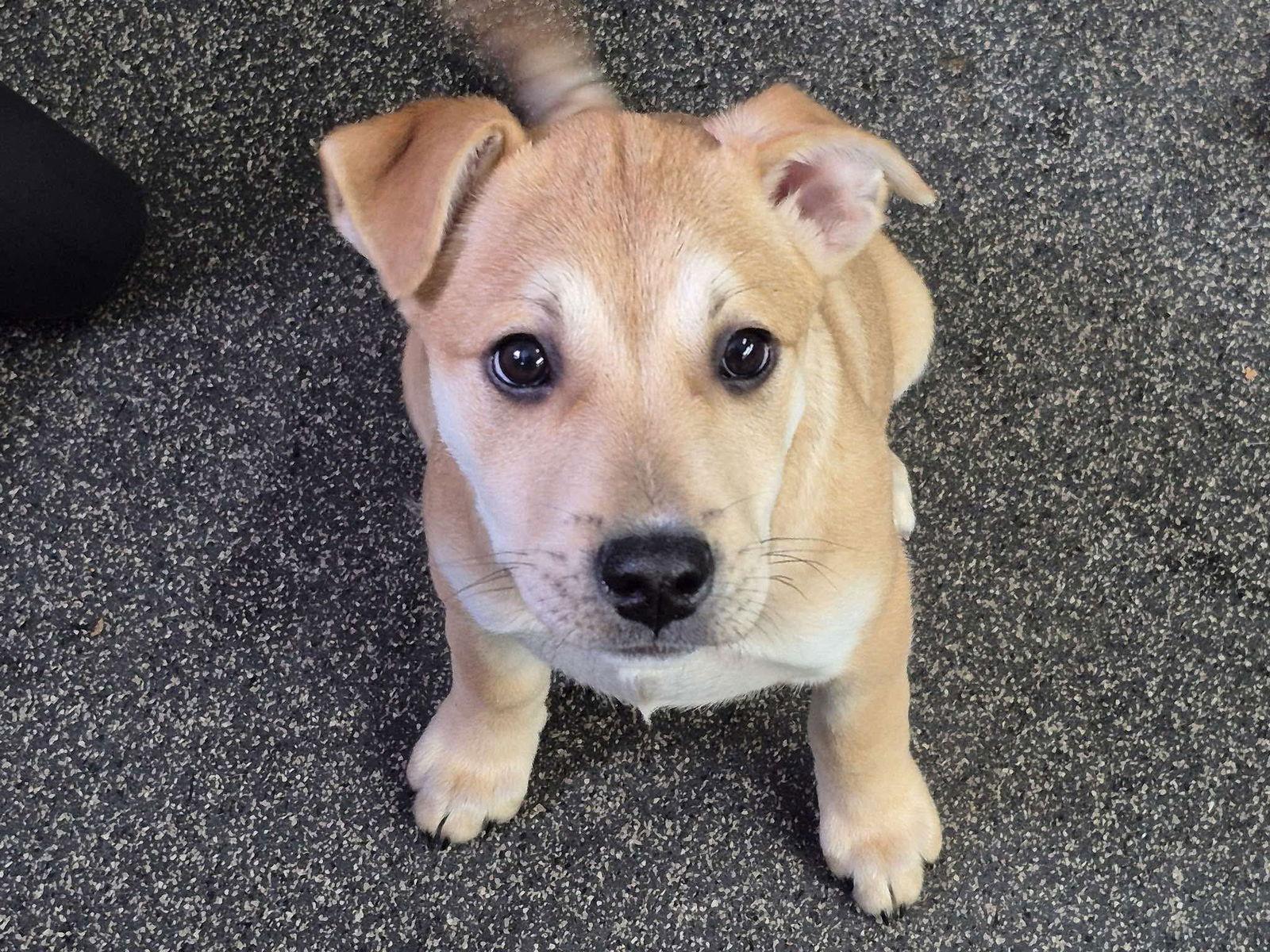 Enlarge Juniper (cream w fawn), a Adoptable mixed breed in Hawkestone, ON image 1/3