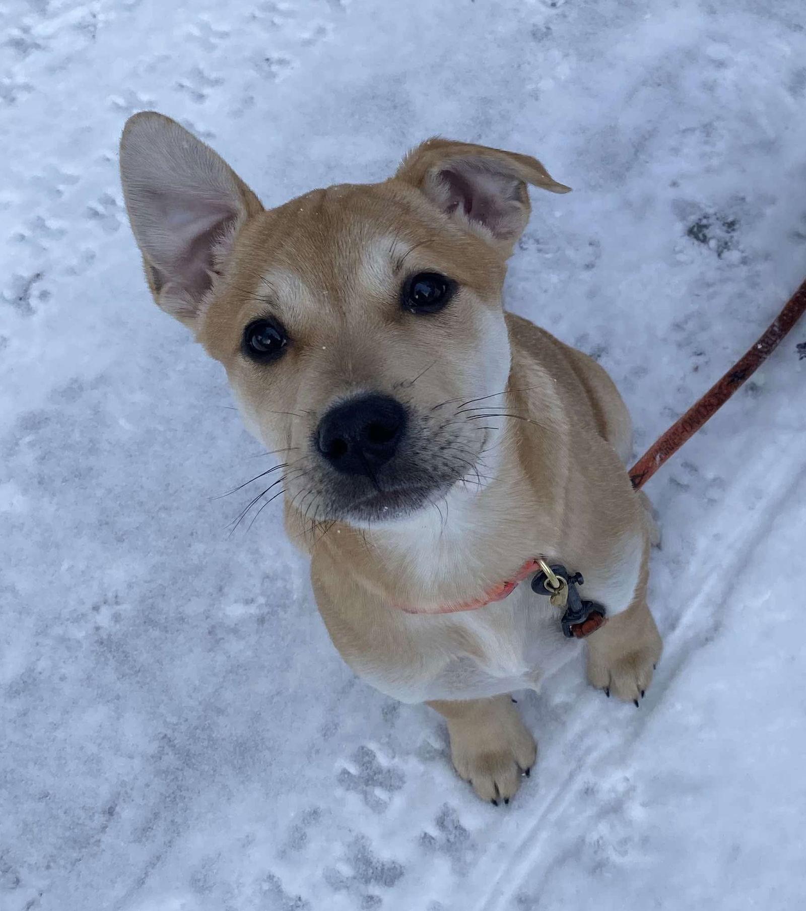Enlarge Juniper (cream w fawn), a Adoptable mixed breed in Hawkestone, ON image 2/3
