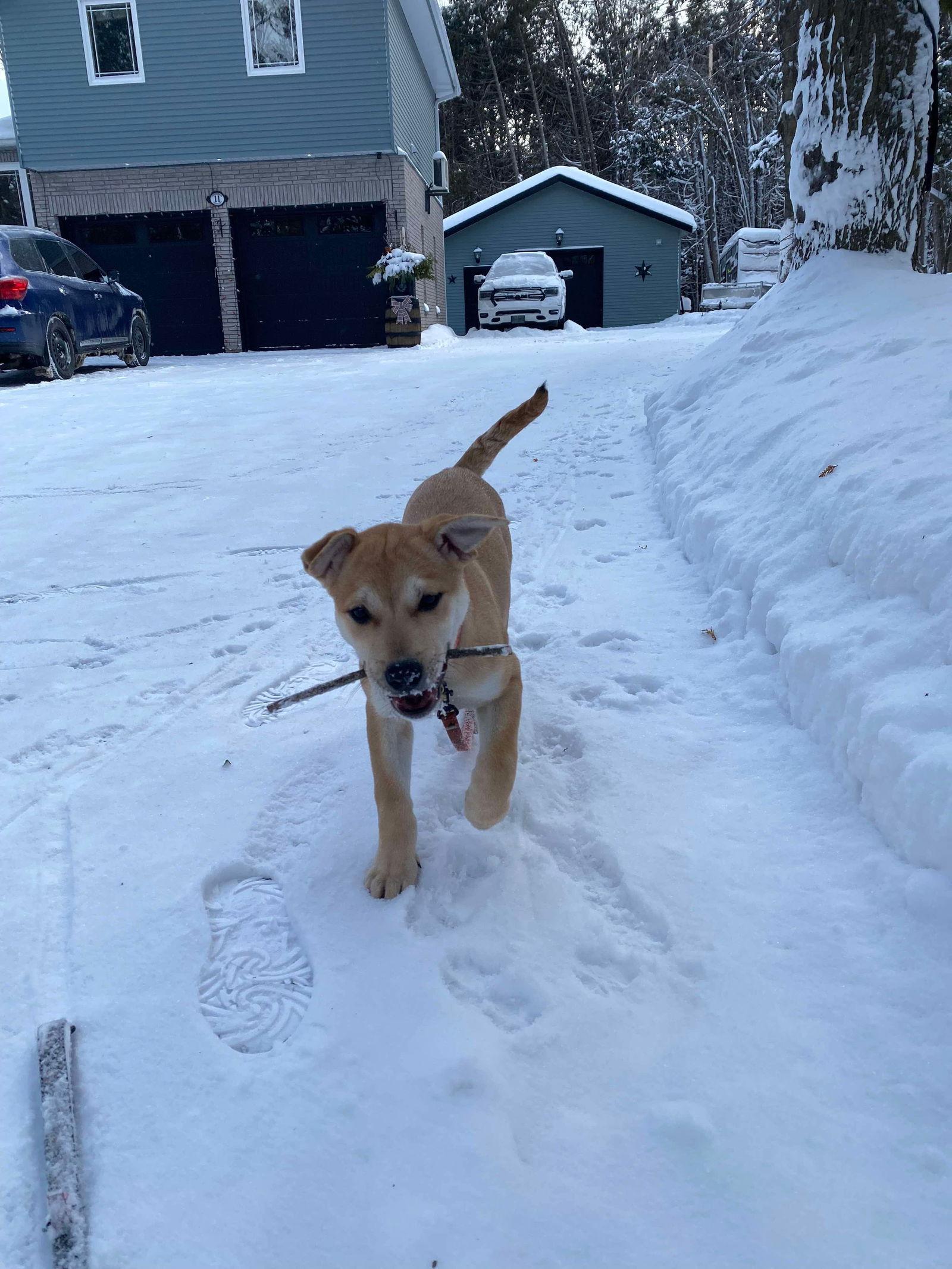 Enlarge Juniper (cream w fawn), a Adoptable mixed breed in Hawkestone, ON image 3/3