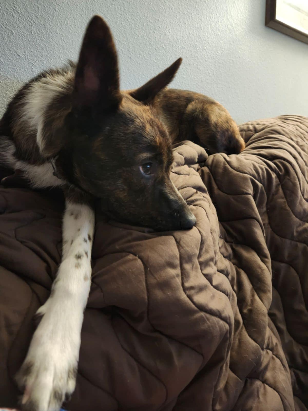 Dahlia Waits for someone, an adoptable Australian Cattle Dog / Blue Heeler, Border Collie in Dubuque, IA, 52001 | Photo Image 1