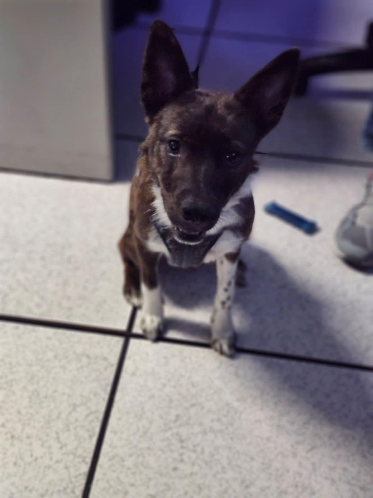 Dahlia Waits for someone, an adoptable Australian Cattle Dog / Blue Heeler, Border Collie in Dubuque, IA, 52001 | Photo Image 3