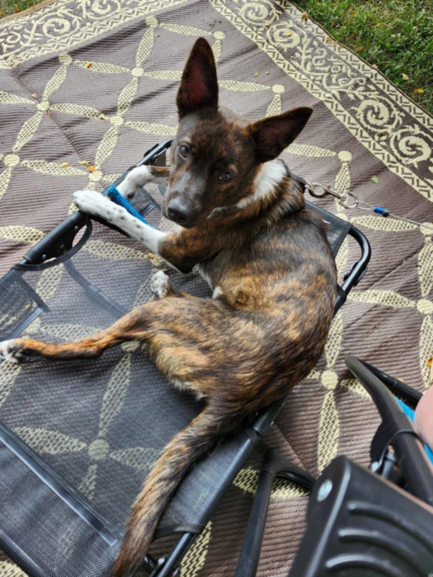 Dahlia Waits for someone, an adoptable Australian Cattle Dog / Blue Heeler, Border Collie in Dubuque, IA, 52001 | Photo Image 5