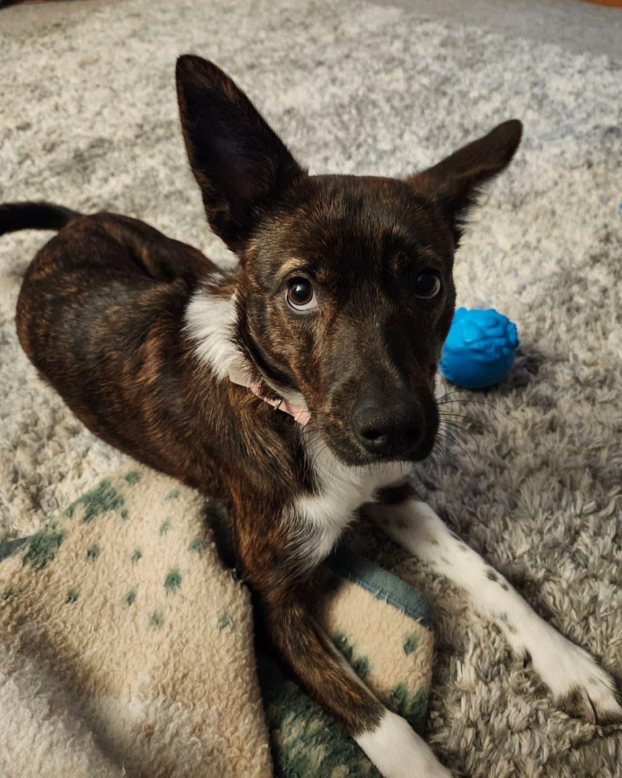 Dahlia Waits for someone, an adoptable Australian Cattle Dog / Blue Heeler, Border Collie in Dubuque, IA, 52001 | Photo Image 4