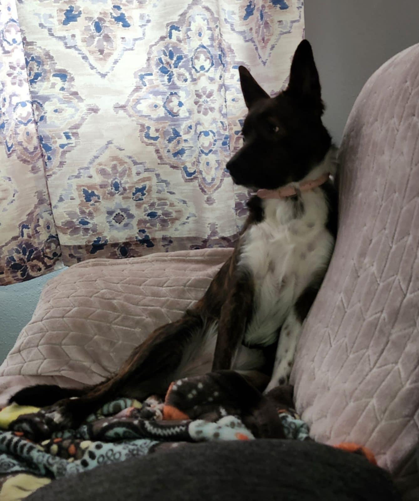Dahlia Waits for someone, an adoptable Australian Cattle Dog / Blue Heeler, Border Collie in Dubuque, IA, 52001 | Photo Image 2