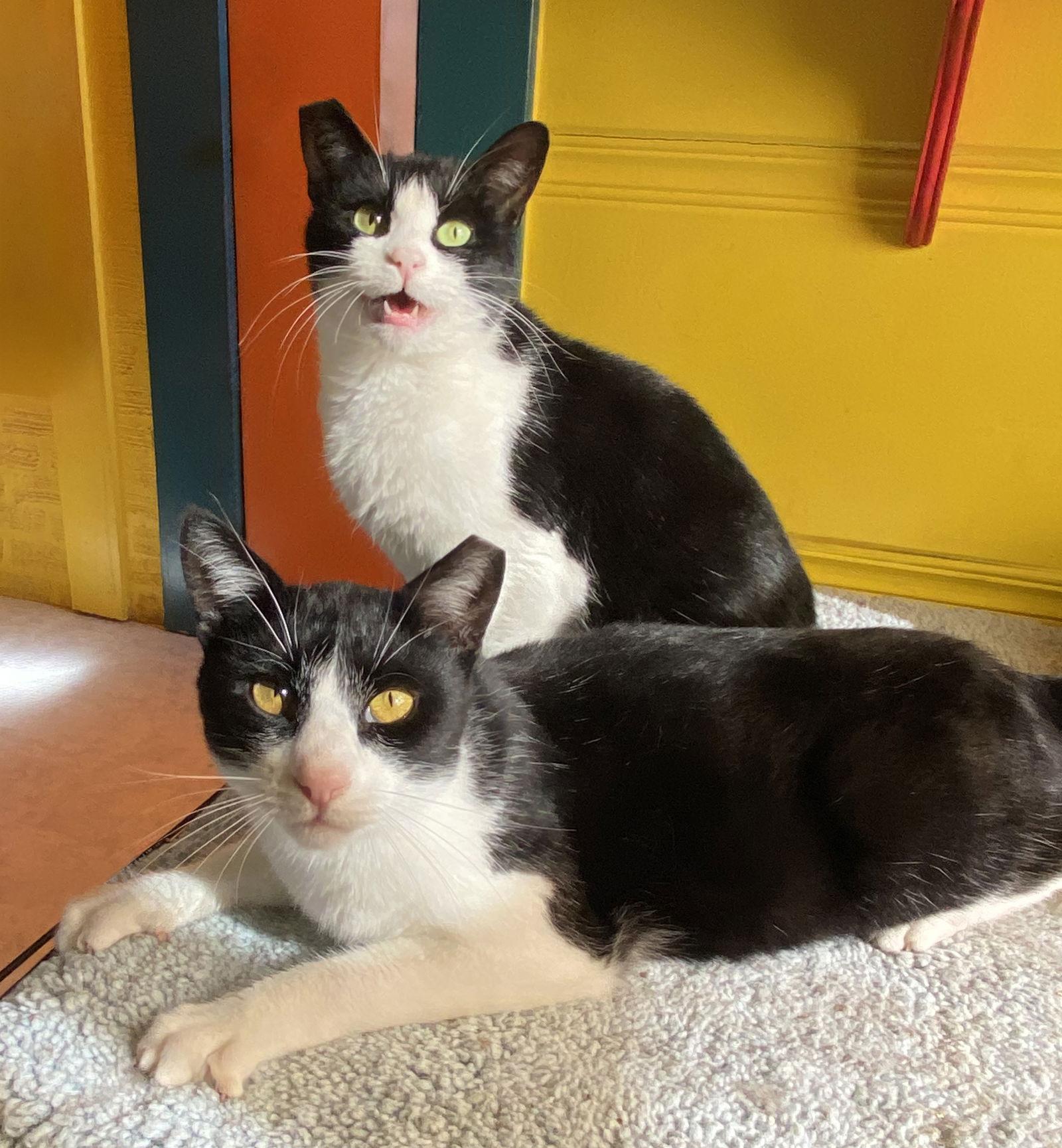 Hubble, Adoptable, Young Male Tuxedo.