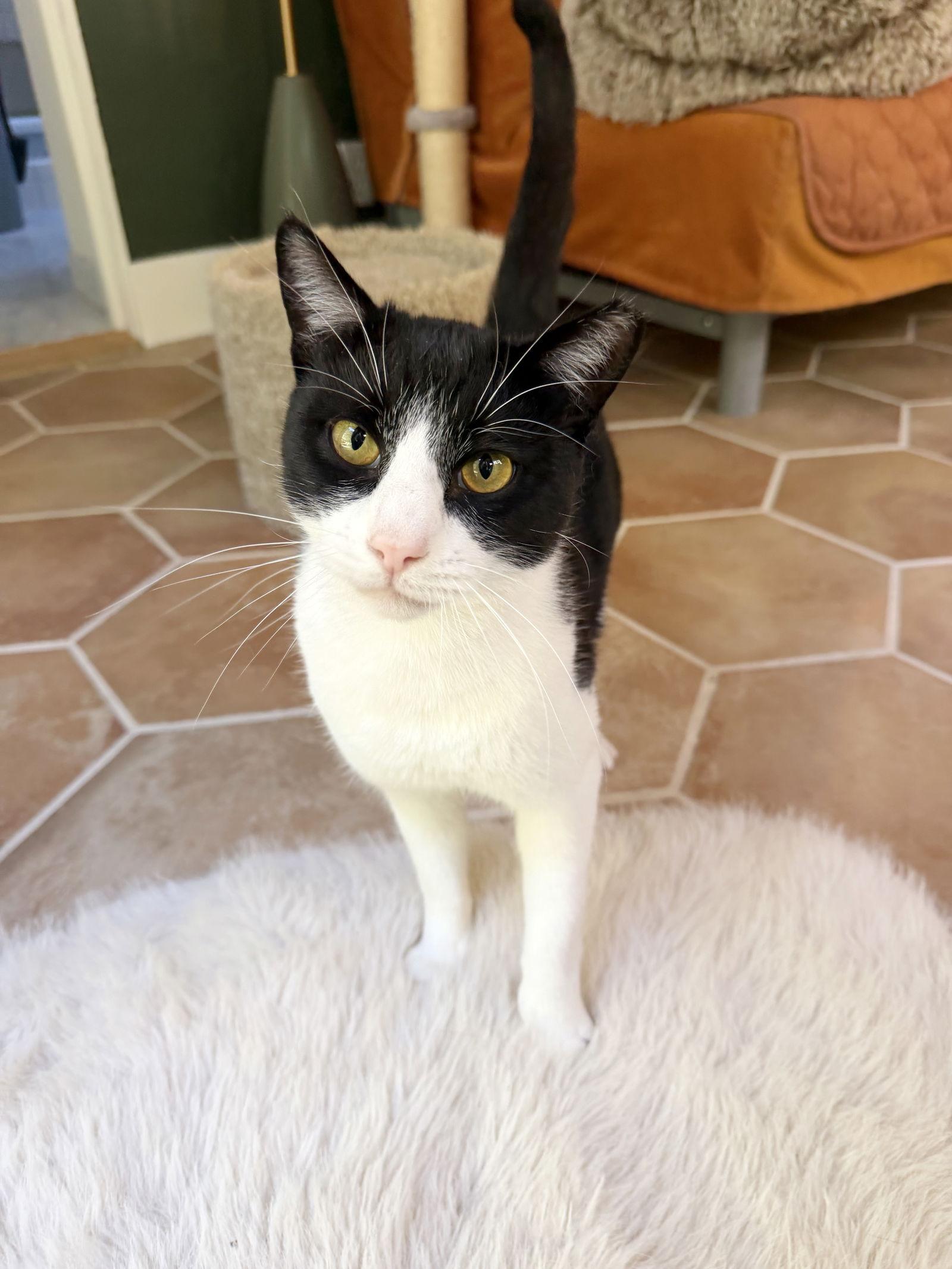 Hubble, Adoptable, Young Male Tuxedo.