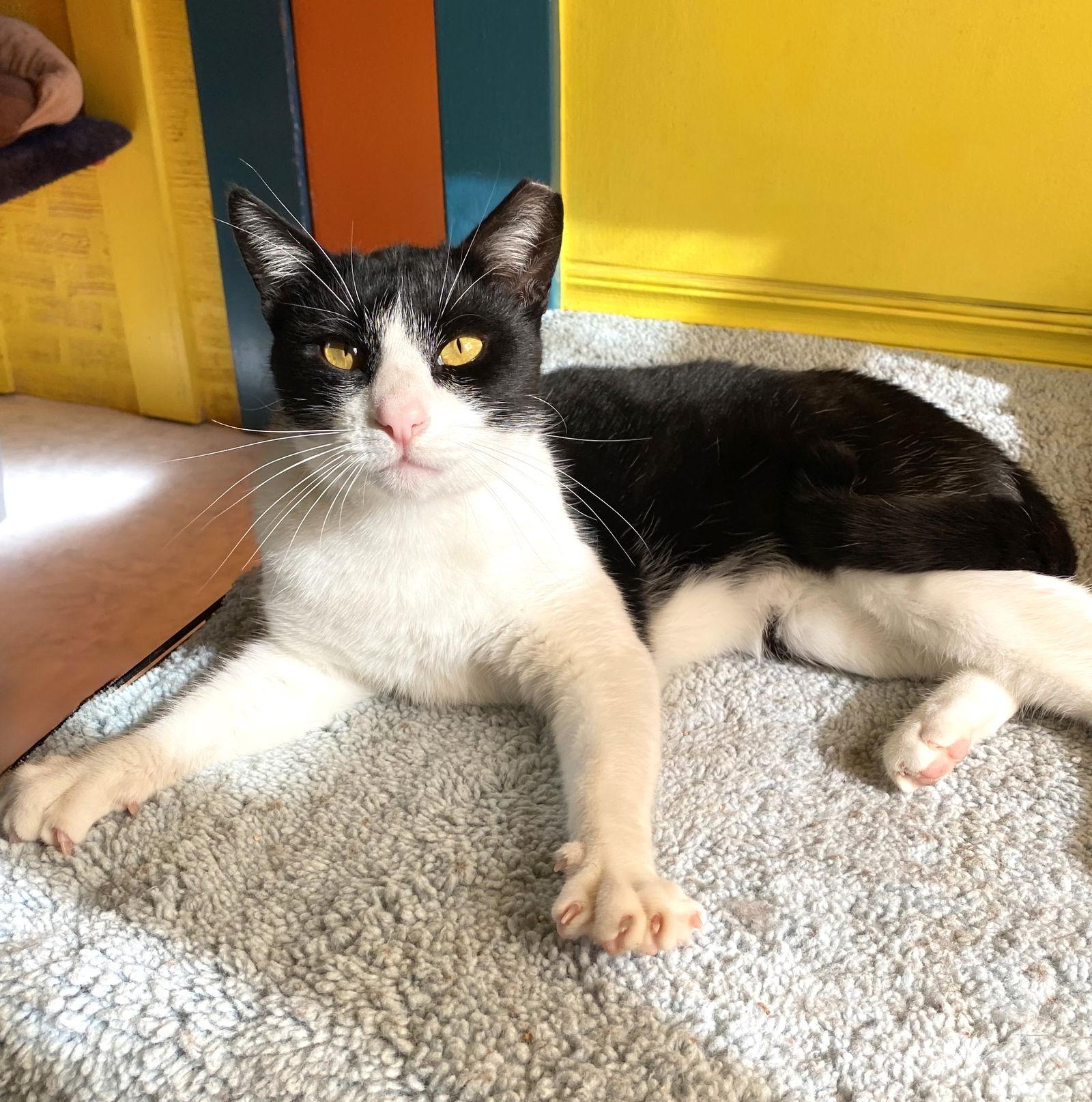 Enlarge Hubble, a Adoptable Tuxedo in Alameda, CA image 2/3