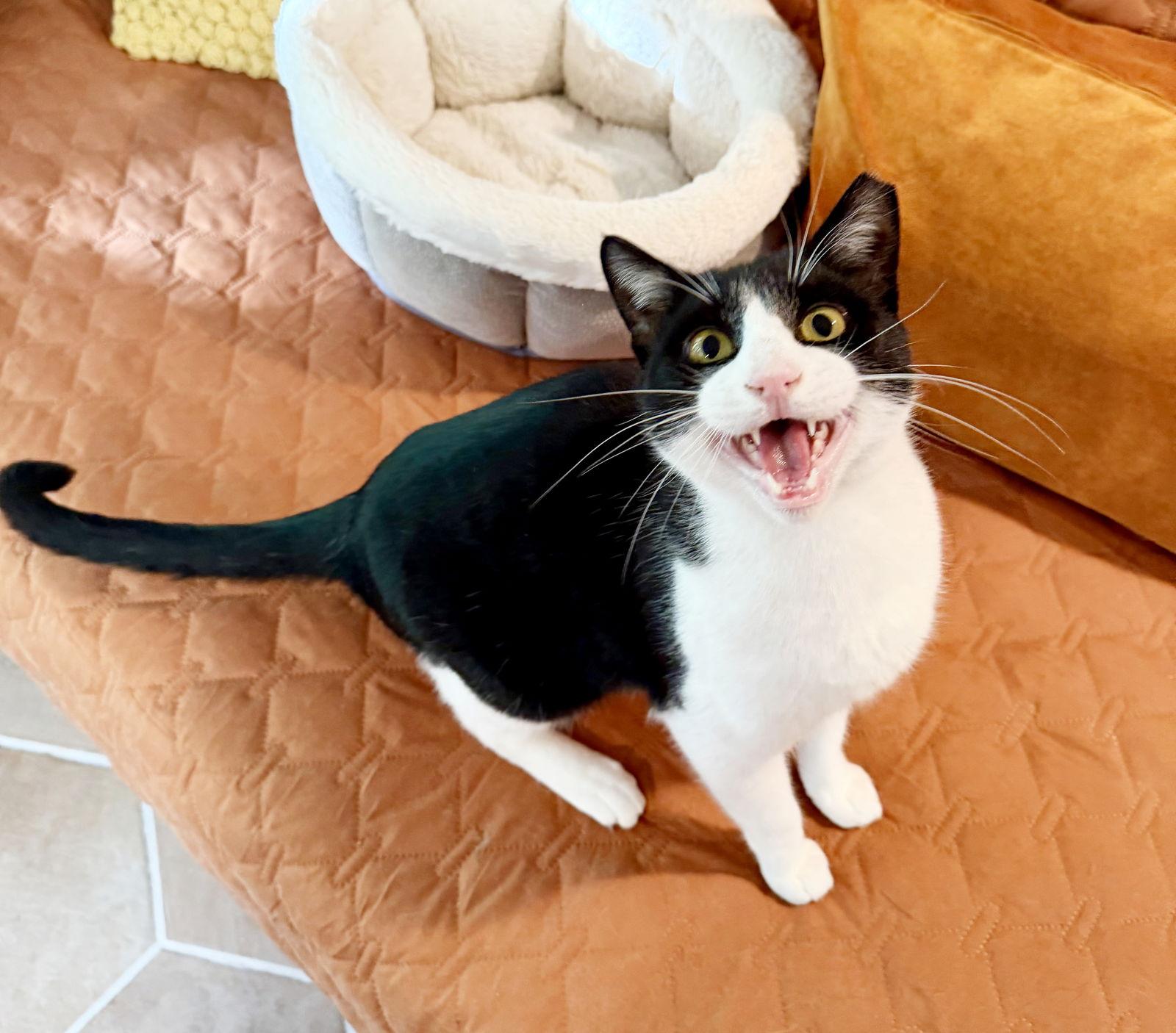 Hubble, a Adoptable Tuxedo in Alameda, CA image 2/3