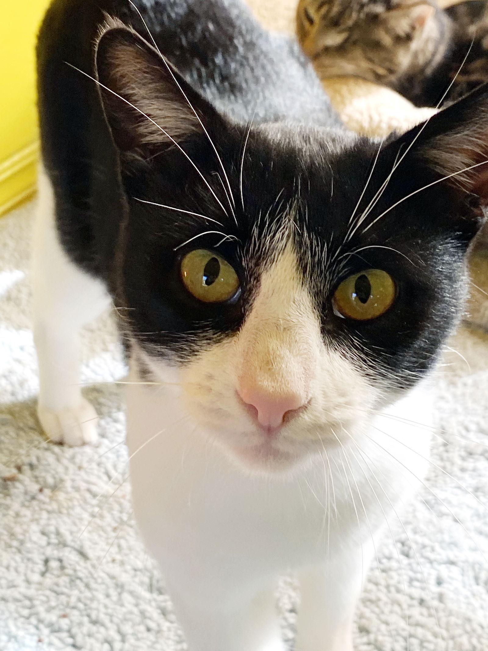 Enlarge Hubble, a Adoptable Tuxedo in Alameda, CA image 3/3