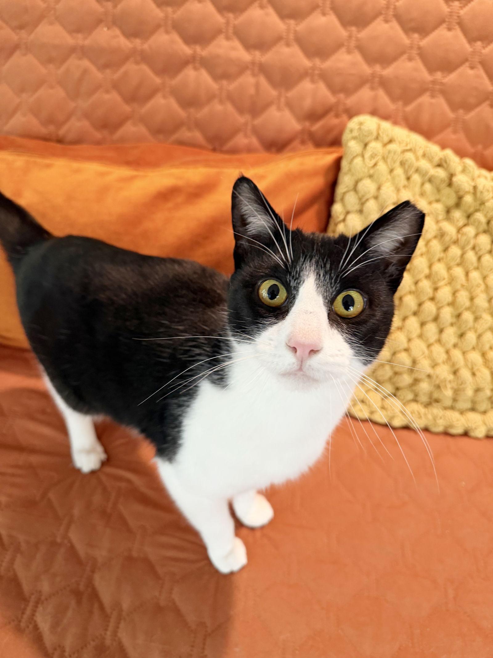 Hubble, a Adoptable Tuxedo in Alameda, CA image 3/3