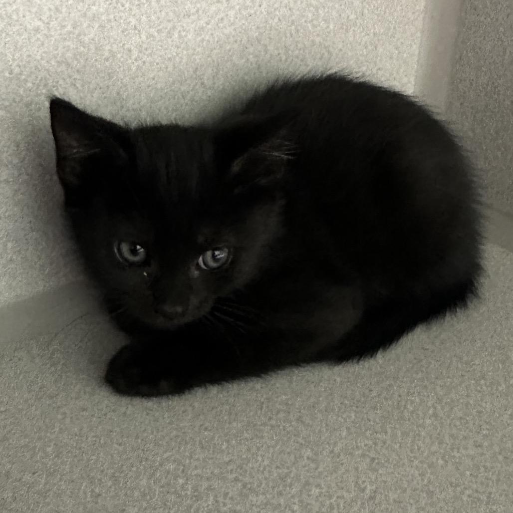Sgaeyl "Suh-gale", Adoptable, Kitten Female Domestic Medium Hair.