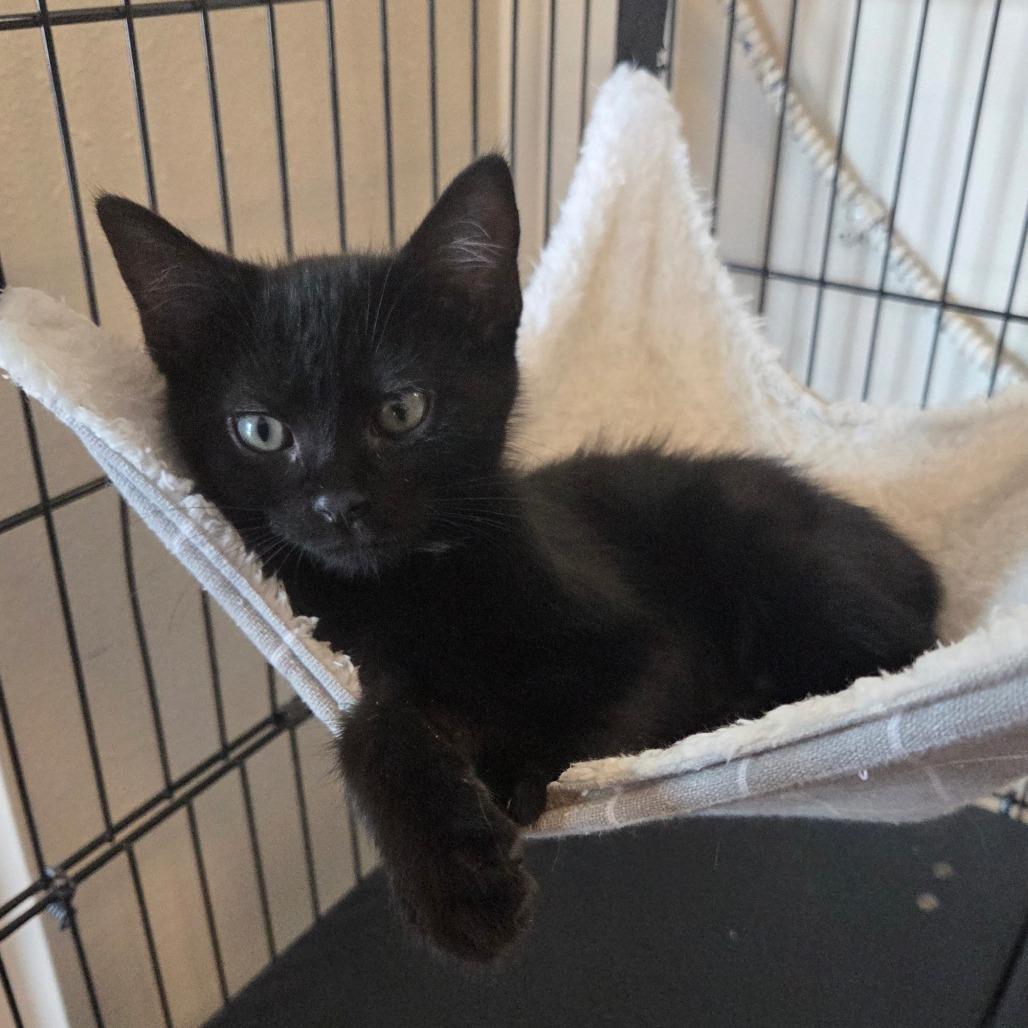 Enlarge Sgaeyl "Suh-gale", a Adoptable Domestic Medium Hair in Priest River, ID image 3/5