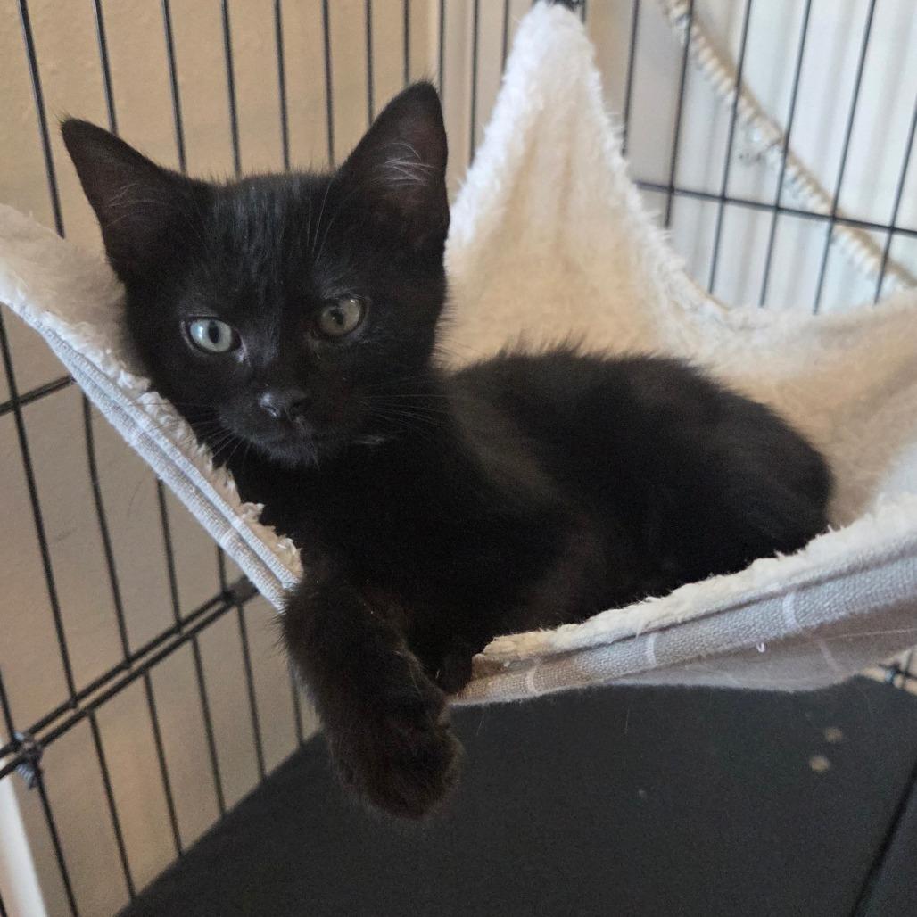 Enlarge Sgaeyl "Suh-gale", a Adoptable Domestic Medium Hair in Priest River, ID image 4/5