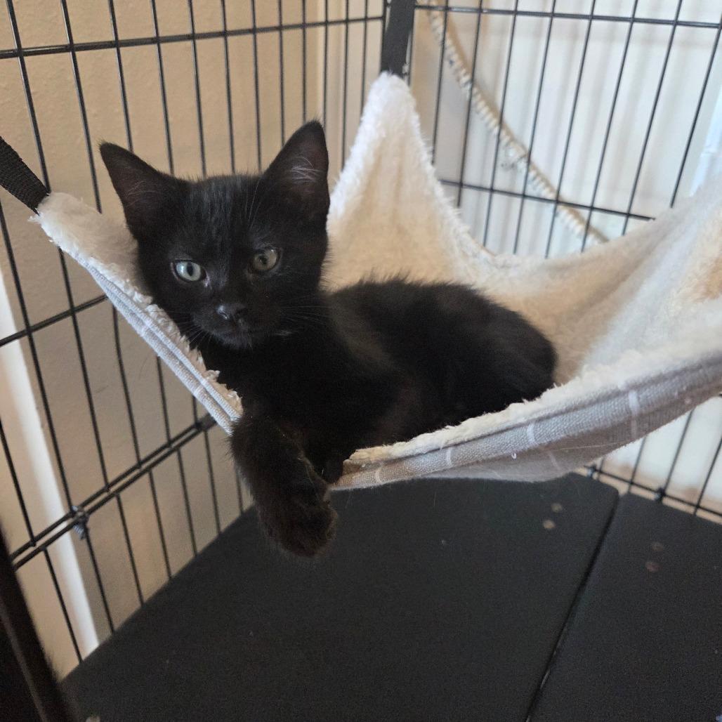 Enlarge Sgaeyl "Suh-gale", a Adoptable Domestic Medium Hair in Priest River, ID image 5/5