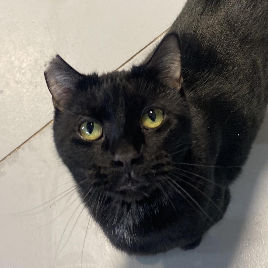 Vic, Adoptable, Senior Male Domestic Short Hair.