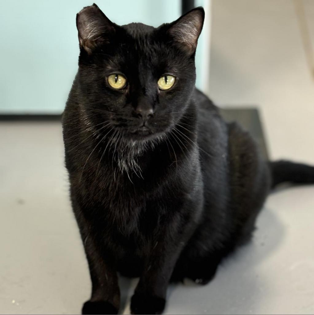 Vic, a Adoptable Domestic Short Hair in Sheridan, WY image 2/3