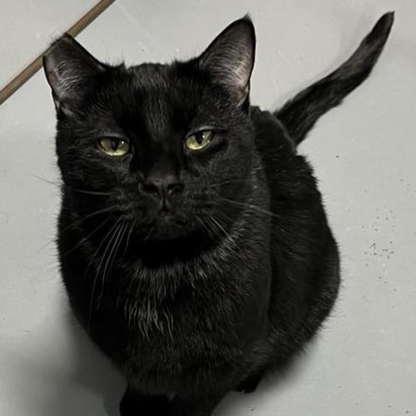 Vic, a Adoptable Domestic Short Hair in Sheridan, WY image 3/3