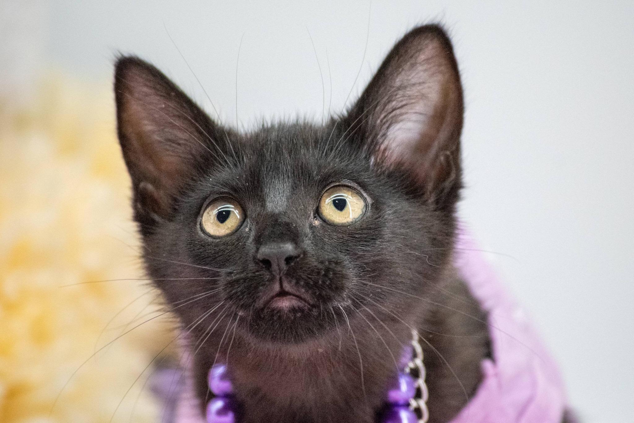 Kuromi, a ADOPTABLE Domestic Short Hair in Sevierville, TN image 2/4