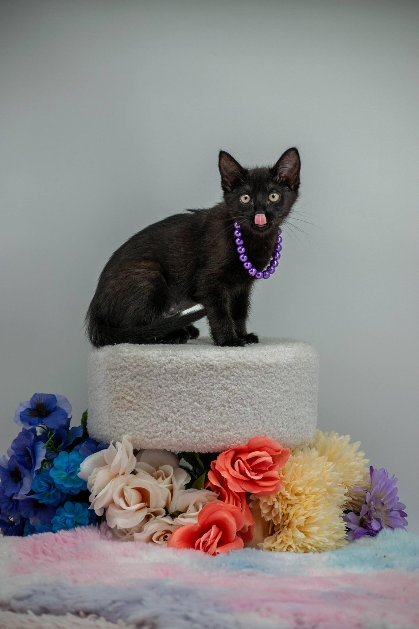 Kuromi, a ADOPTABLE Domestic Short Hair in Sevierville, TN image 4/4