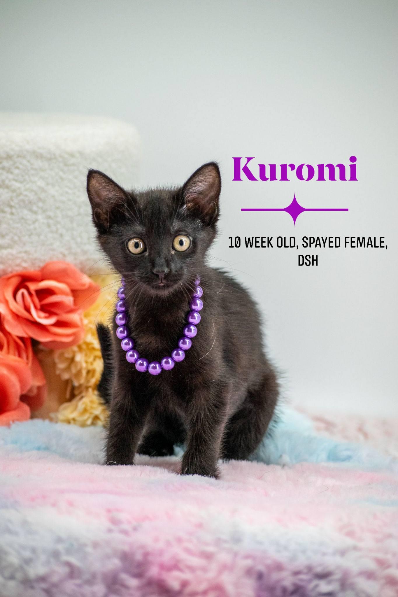 Kuromi, a ADOPTABLE Domestic Short Hair in Sevierville, TN image 1/4