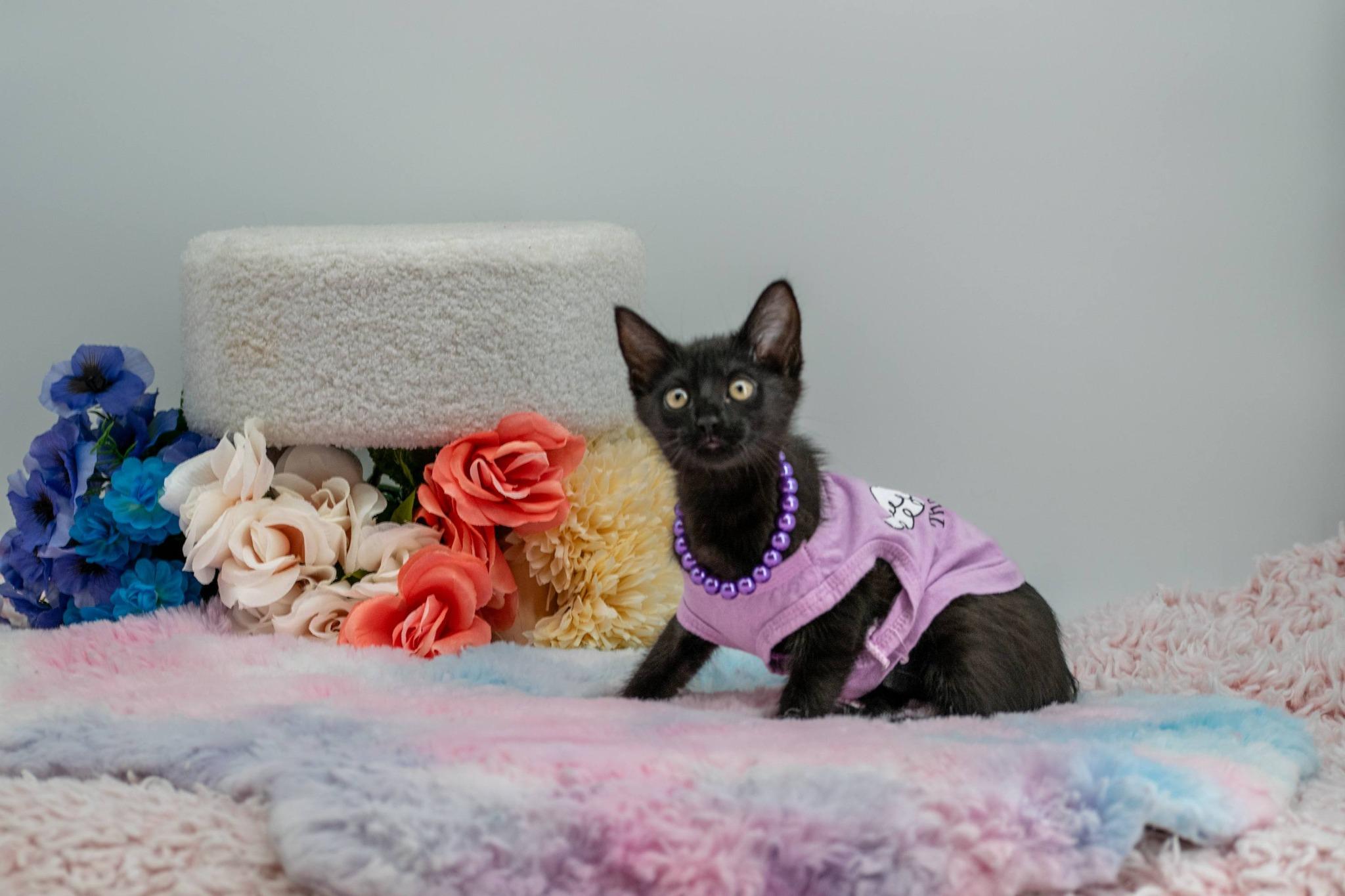 Kuromi, a ADOPTABLE Domestic Short Hair in Sevierville, TN image 3/4