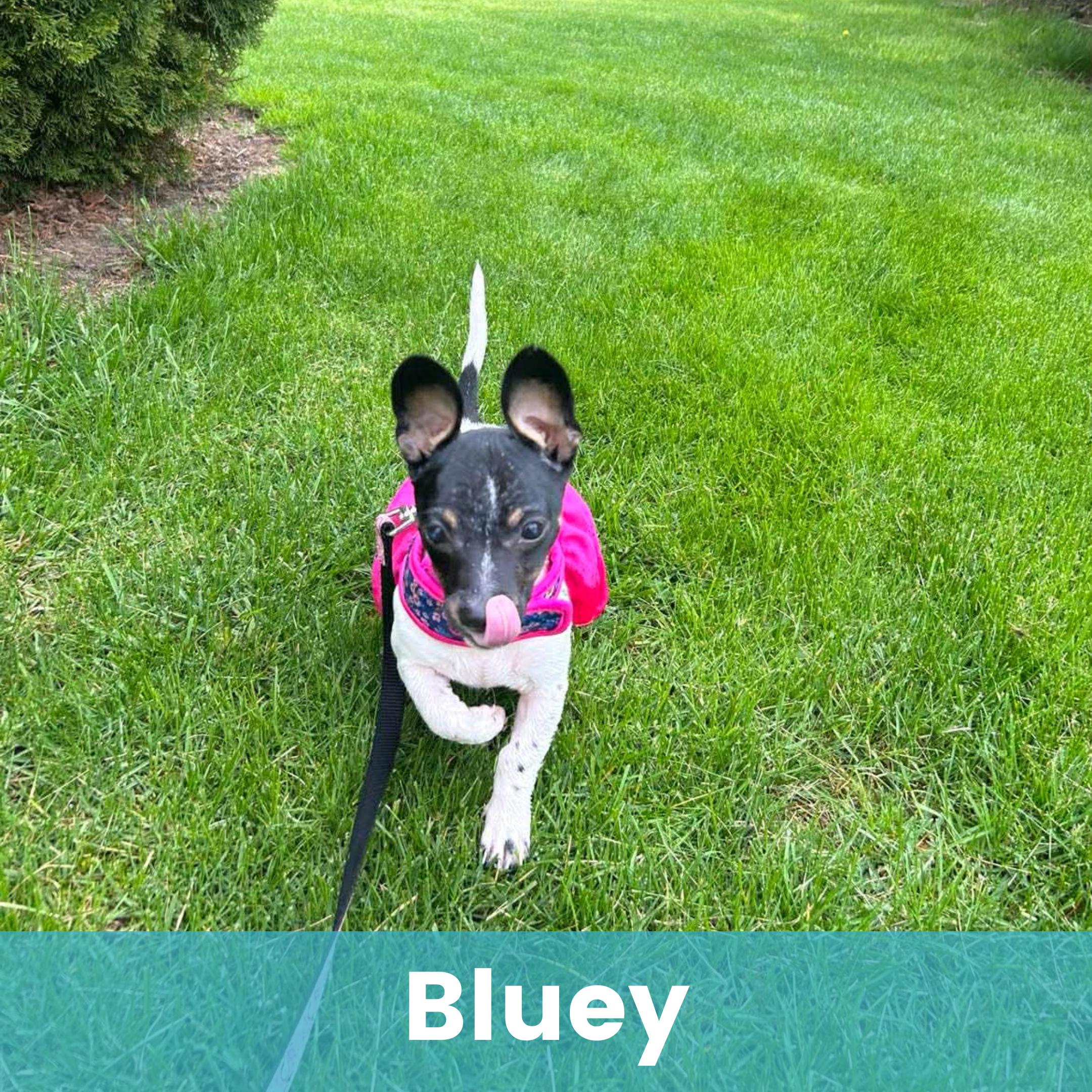 Enlarge Bluey, a ADOPTABLE Mixed Breed in Rochester , NY image 1/5