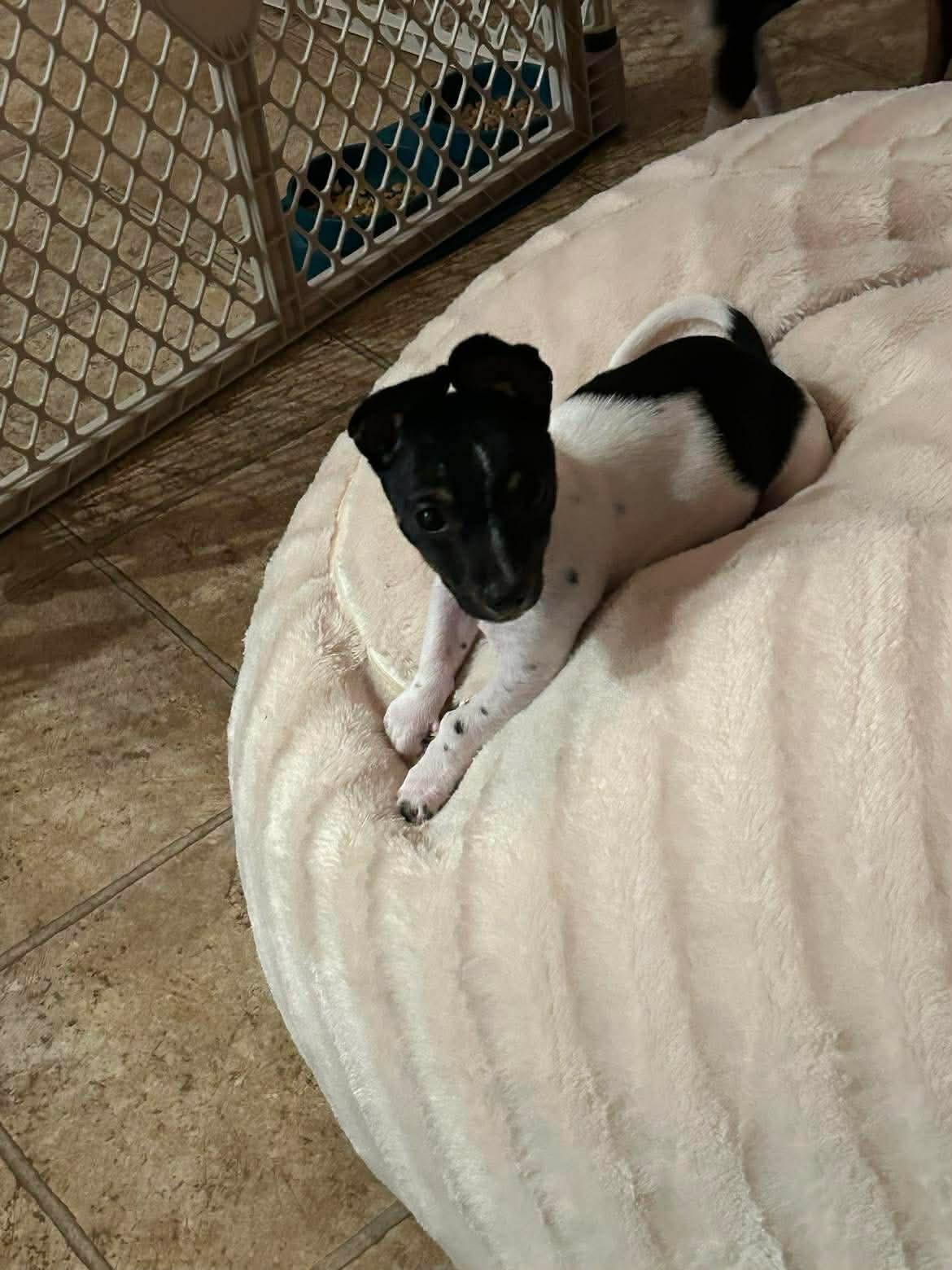 Enlarge Bluey, a ADOPTABLE Mixed Breed in Rochester , NY image 3/5