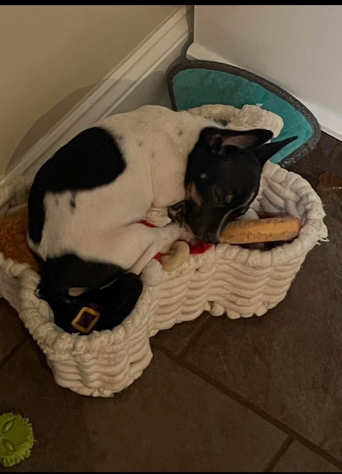 Enlarge Bluey, a ADOPTABLE Mixed Breed in Rochester , NY image 2/5