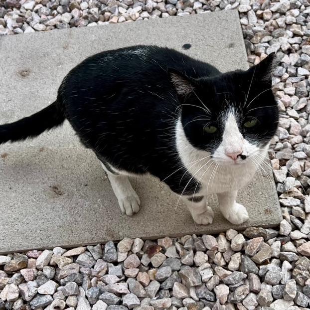 Enlarge Tuxedo, a Adoptable Domestic Short Hair in Las Vegas, NV image 1/3