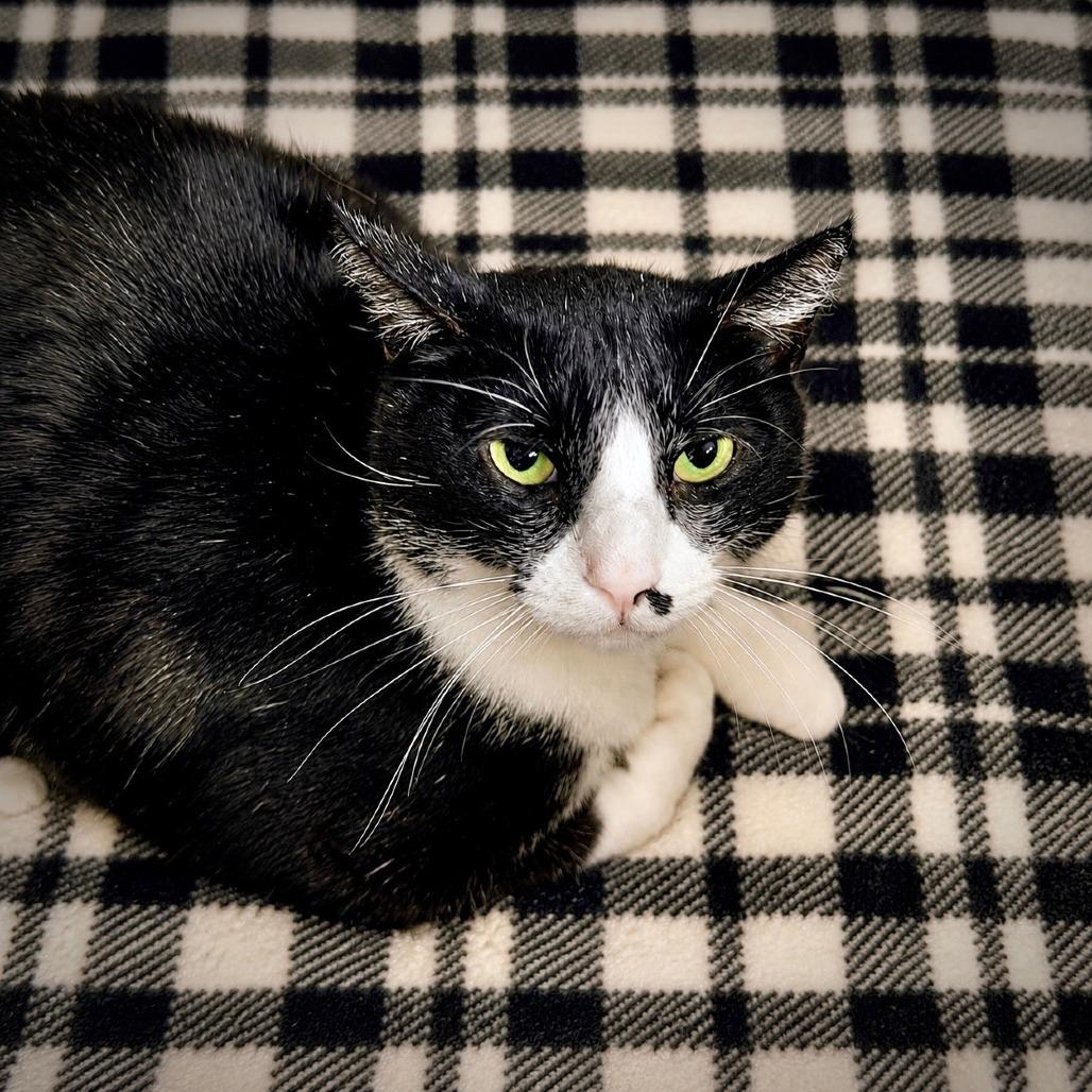 Enlarge Tuxedo, a Adoptable Domestic Short Hair in Las Vegas, NV image 2/4