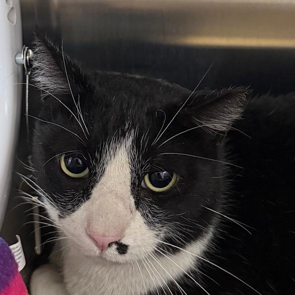 Enlarge Tuxedo, a Adoptable Domestic Short Hair in Las Vegas, NV image 2/3