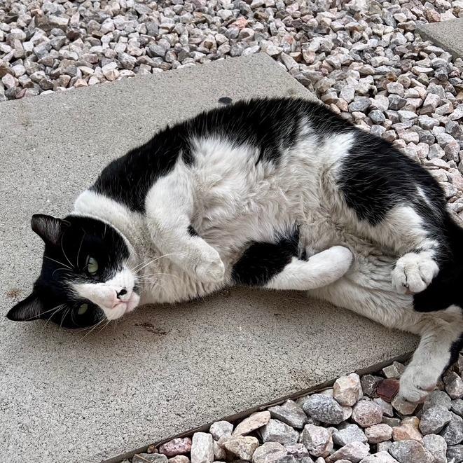 Enlarge Tuxedo, a Adoptable Domestic Short Hair in Las Vegas, NV image 3/3